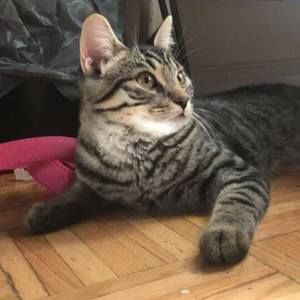 Meet your Posher, Vakeena